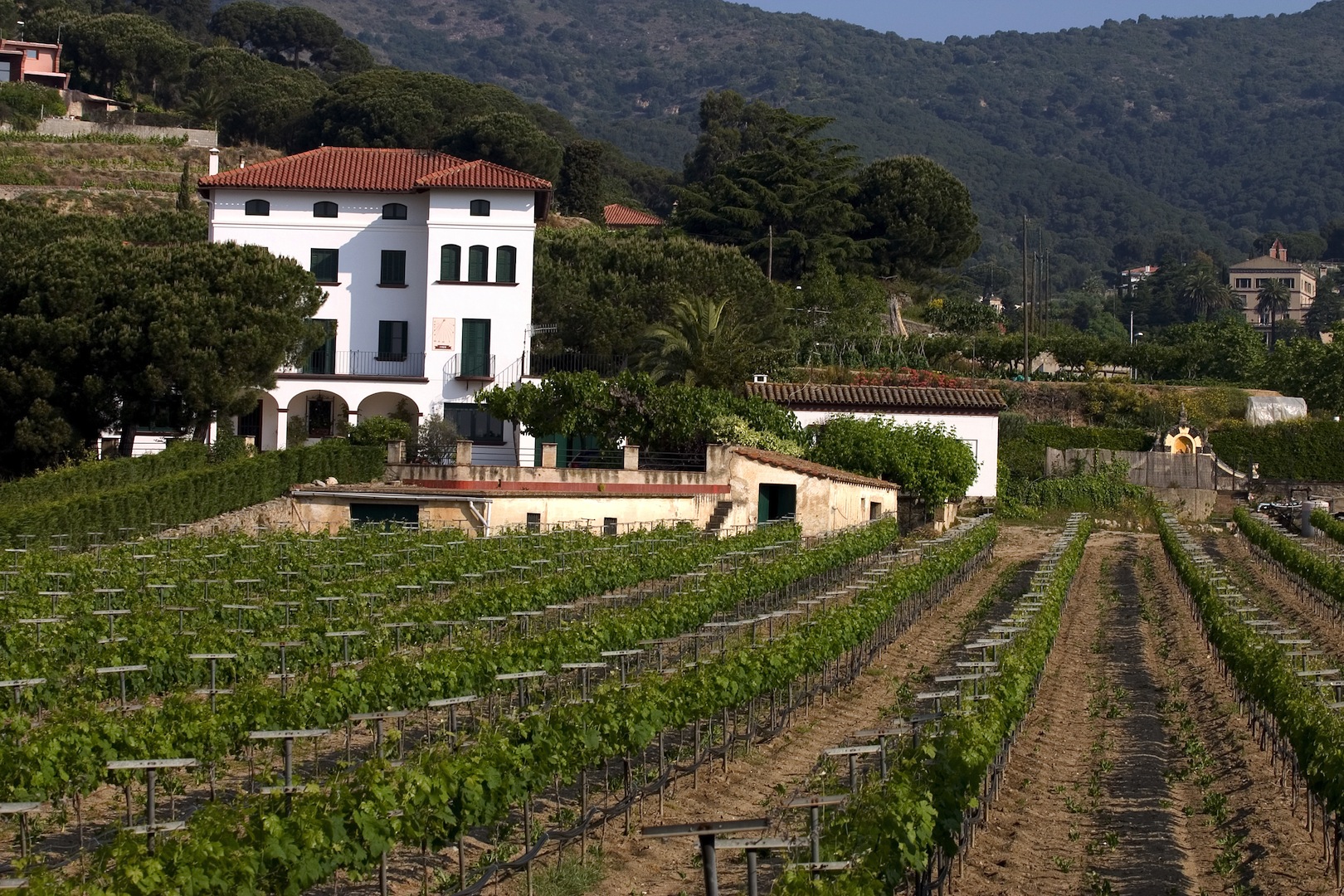 Vineyard in Alella, Catalonia, Spain