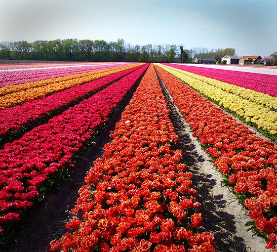 keukenhof