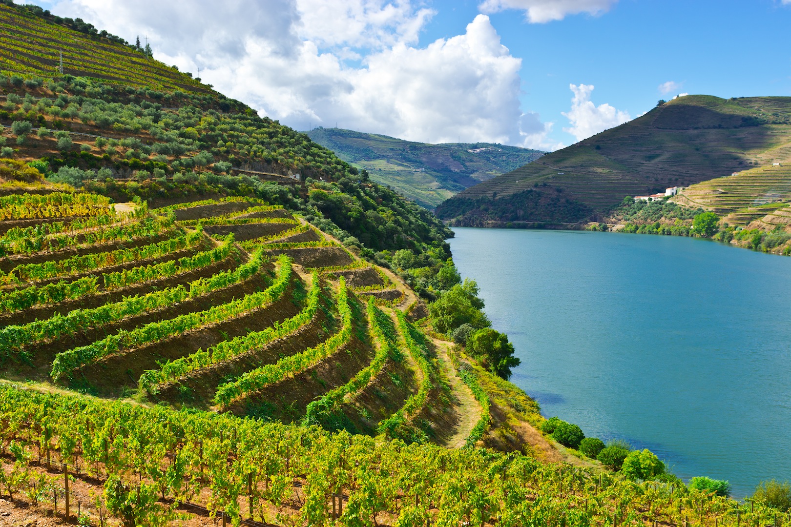 Vineyards in the Valley of the River Douro, Portugal