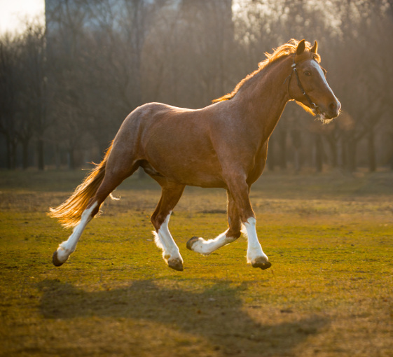 horse ridding tour barcelona