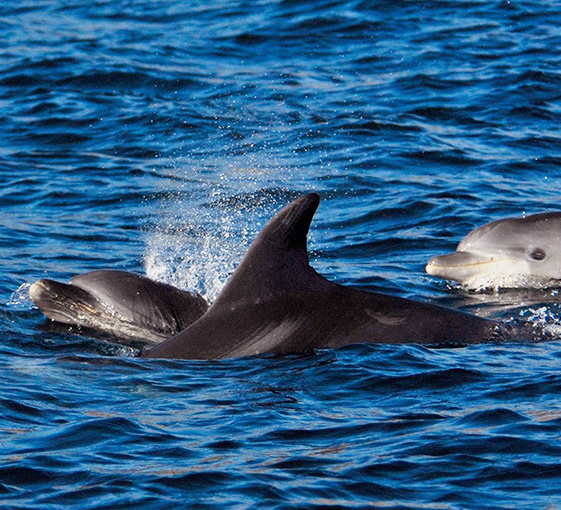 Lisbon-Dolphin-watching tour