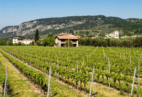 Private tour in Lyon on Beaujolais and Bagnols castle