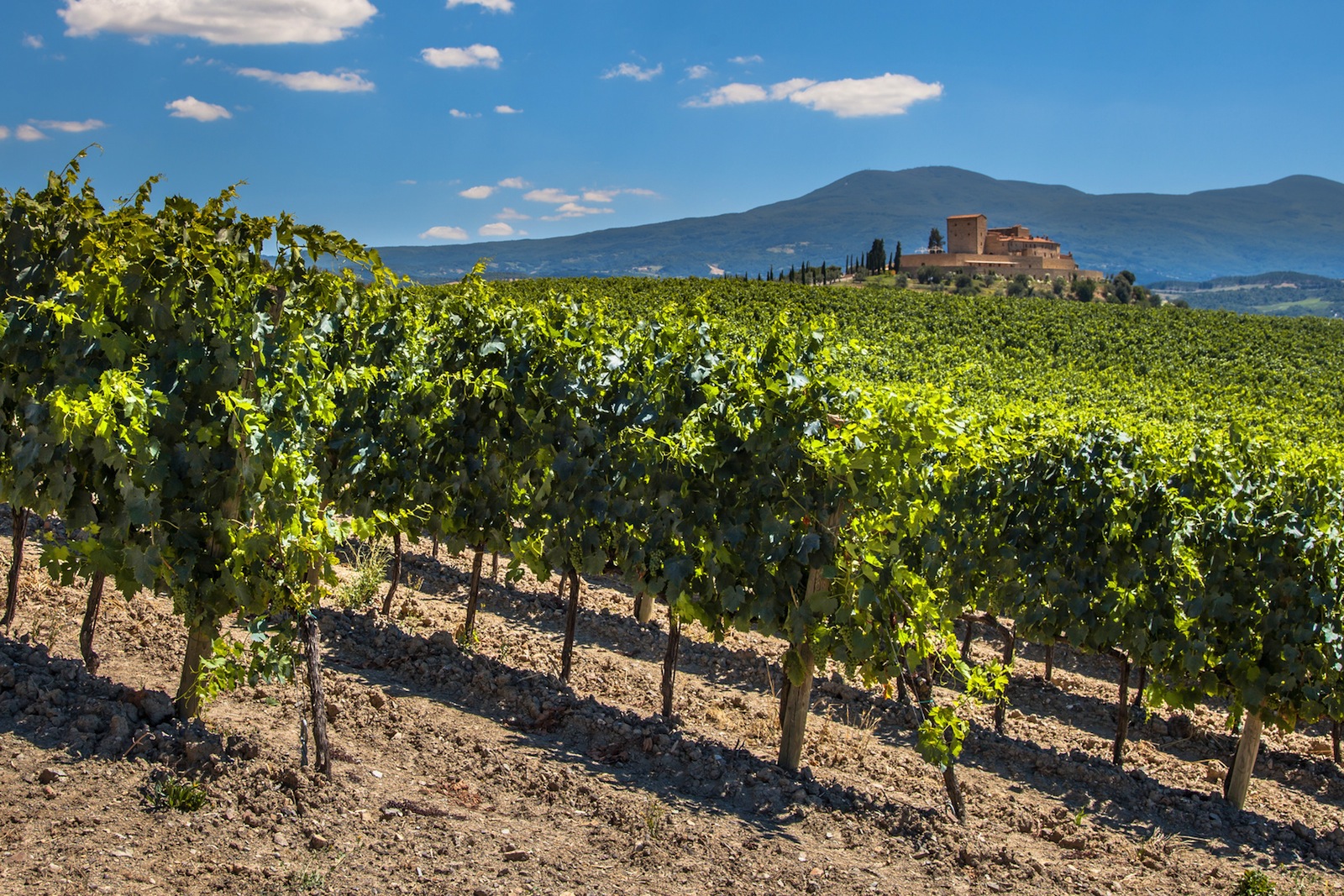 Castle Overseeing Vineyards with  Rows of grapes from a Hill on a Clear Summer Day