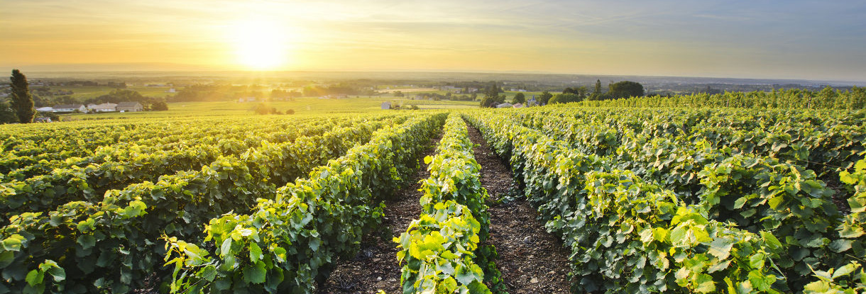 Nos visites privées dans le Beaujolais depuis Lyon