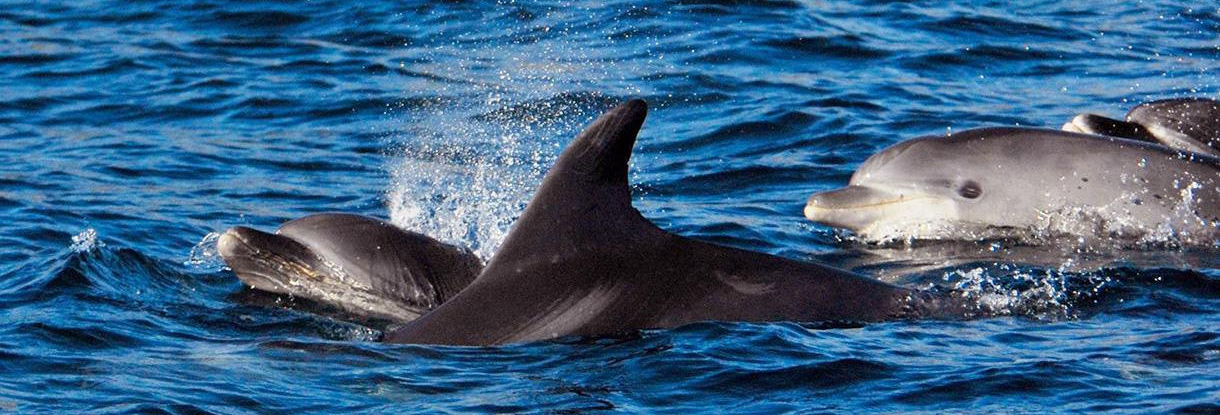 Our private dolphins watching tours in Lisbon