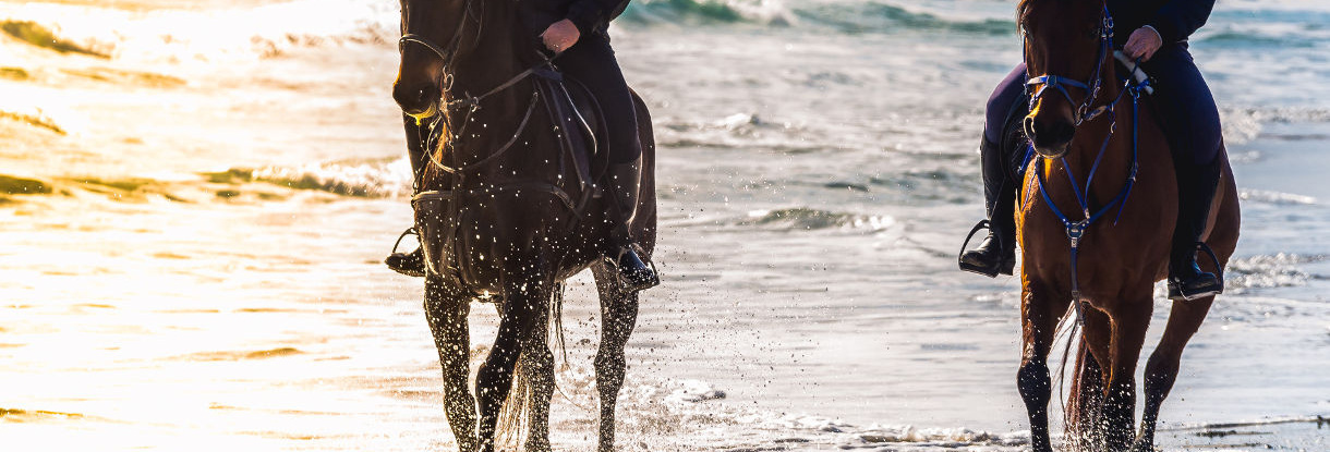 Nos nouvelles visites privées autour du cheval à Barcelone