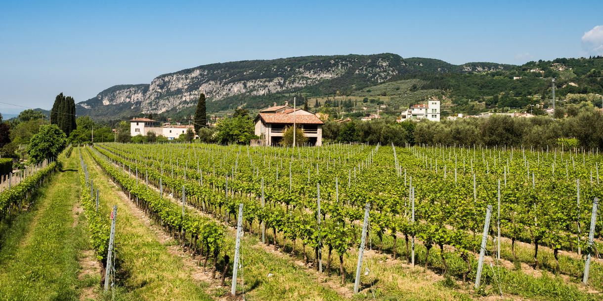 Visite privée autour du vin à Valpolicella depuis Venise