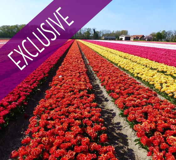 Private tour in Keukenhof and the biggest flowers exhibition in the world