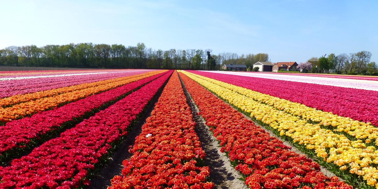 Visite privée de Keukenhof et de la plus grande exposition de fleurs du monde