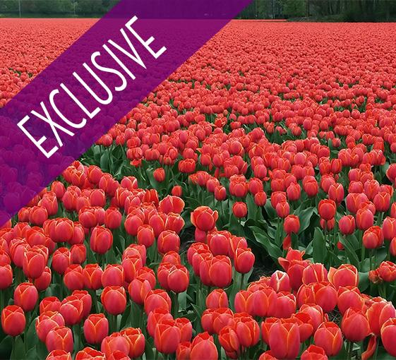 Visite privée de Keukenhof, vente aux enchères et exposition de fleurs