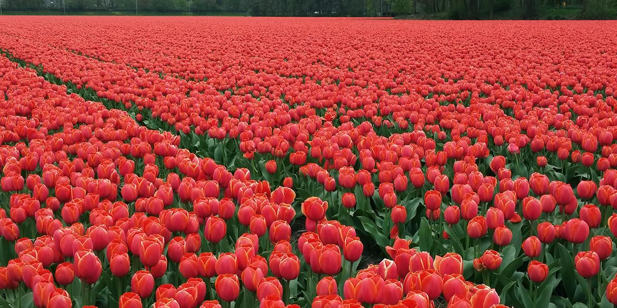 Visite privée de Keukenhof, vente aux enchères et exposition de fleurs