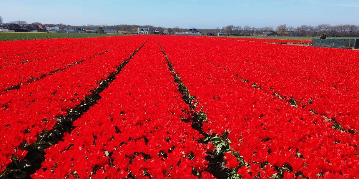 Visite privée de Keukenhof et des champs de tulipes