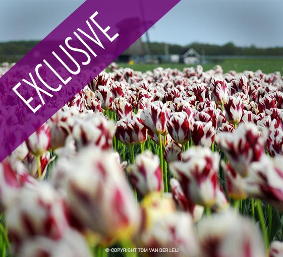 Private cycling tour in the middle of tulip fields