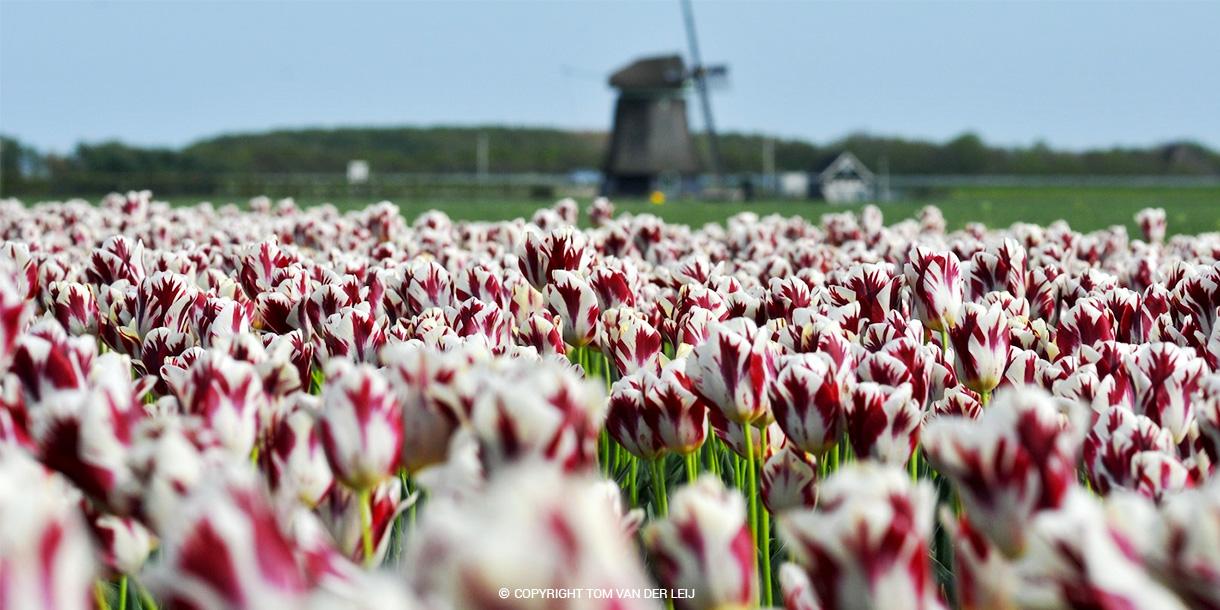 Private cycling tour in the middle of tulip fields