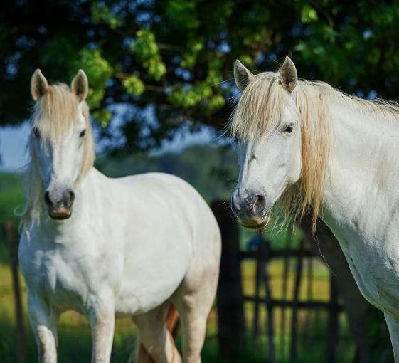 Private horse riding and cava tasting close to Barcelona