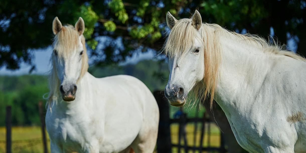 Private horse riding and cava tasting close to Barcelona