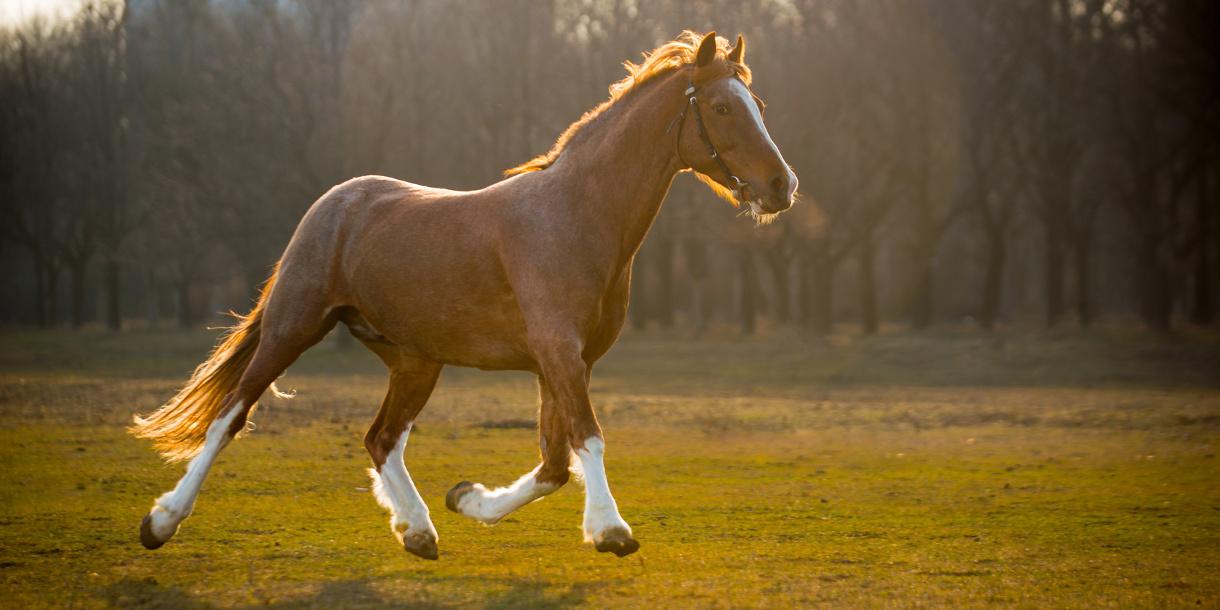 Private horse riding in natural park close to Barcelona