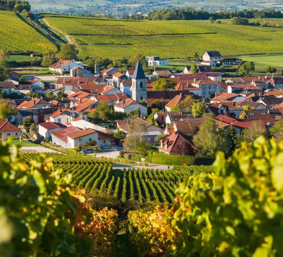 Visite privée en Champagne à Epernay