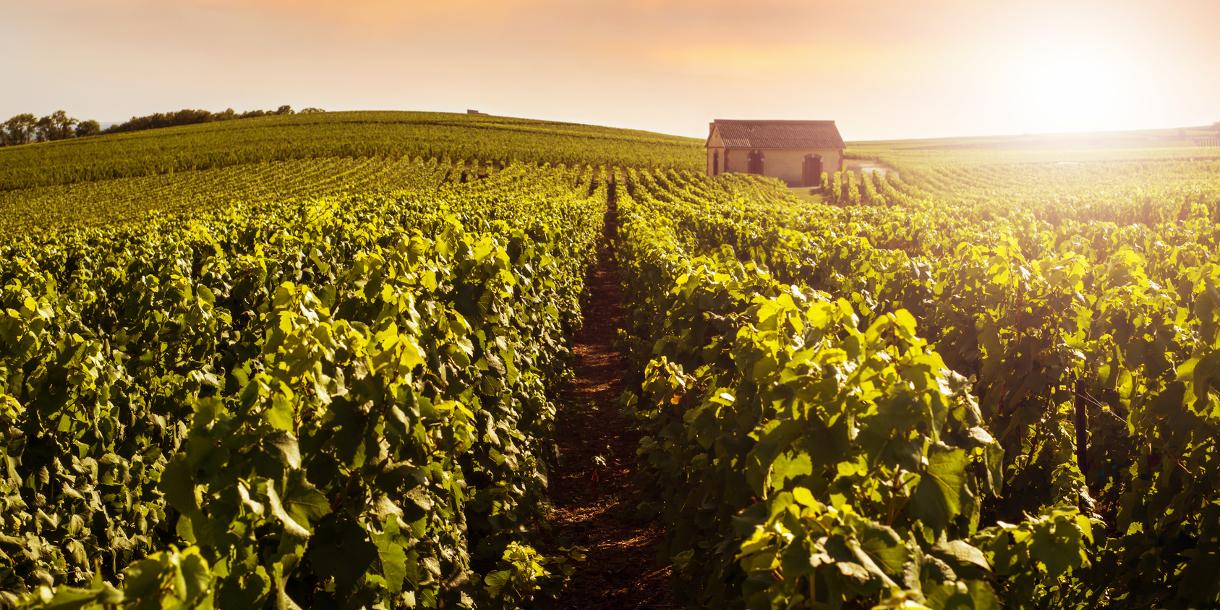 Private tour of champagne in Epernay and Reims