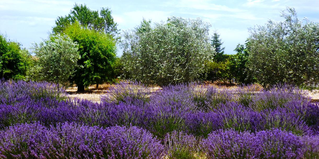 Visite privée de découverte de la lavande en Provence