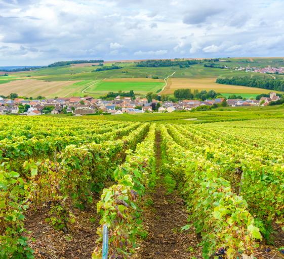 Private tour of champagne in Reims