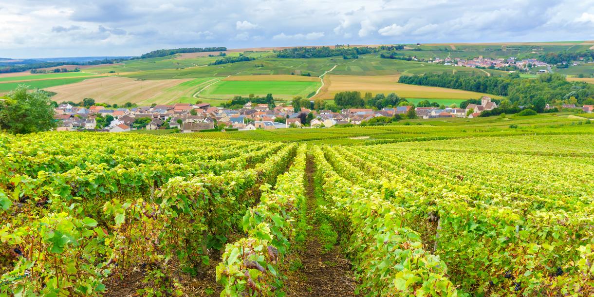 Visite privée en Champagne à Reims