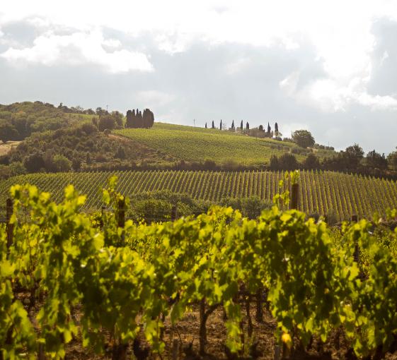 Private tour with a tasting of bidynamic italian wine in Tuscany from Florence