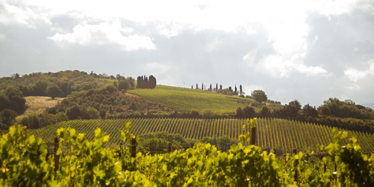 Private tour with a tasting of bidynamic italian wine in Tuscany from Florence