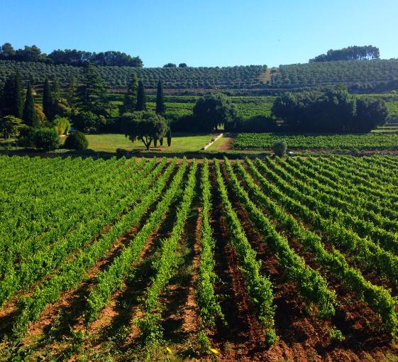 Visite privée des régions provençales et dégustation de vin à Nice