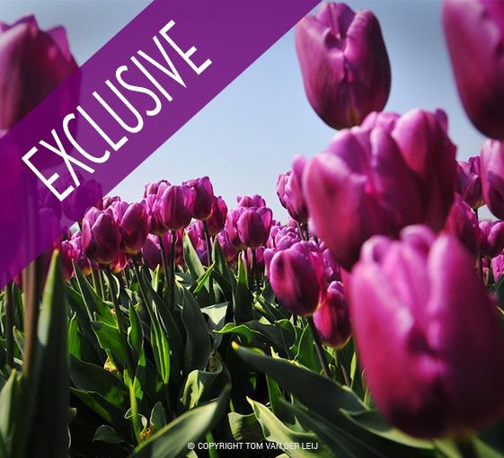 Private tour of the largest tulips fileds in the world