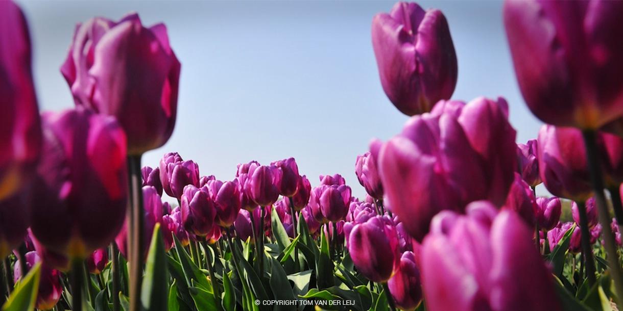 Visite privée des plus grands champs de tulipes du monde