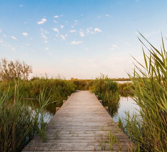 Visite privée de la Camargue en Provence