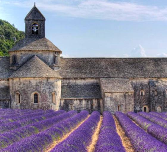 Visite privée des champs de lavande en Provence